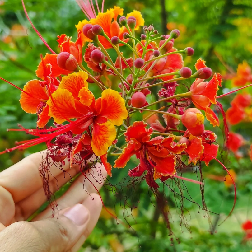 Clavellina Handmade Statement Necklace